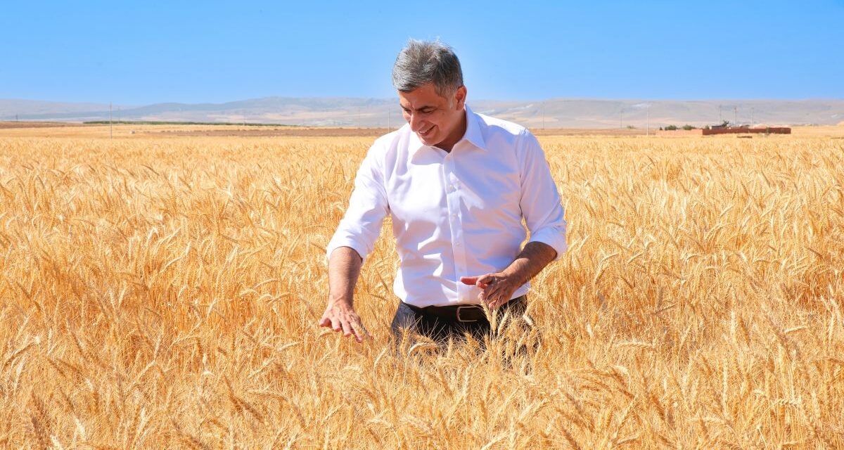 ETİ, Kuraklığa Dayanıklı Kanatlı Buğdayı’nın ilk tohumluk hasadını gerçekleştirdi