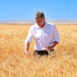 ETİ, Kuraklığa Dayanıklı Kanatlı Buğdayı’nın ilk tohumluk hasadını gerçekleştirdi