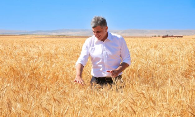 ETİ, Kuraklığa Dayanıklı Kanatlı Buğdayı’nın ilk tohumluk hasadını gerçekleştirdi